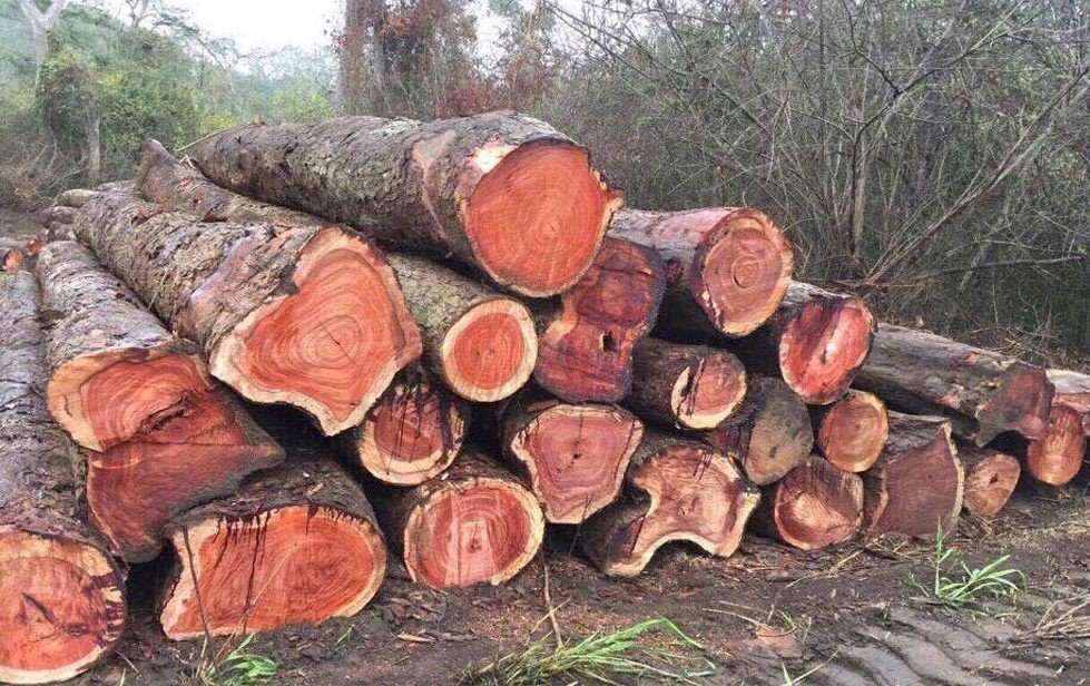 gỗ hương xám