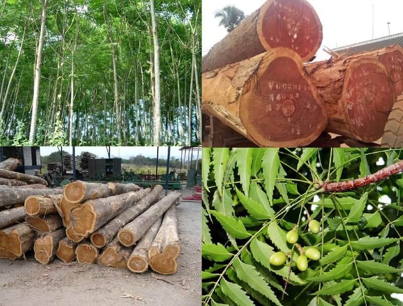 gỗ Xoan Đào